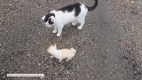 Mały piesek nie daje spokoju kotce (wideo)
