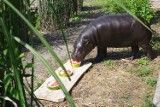 Euro 2016: hipopotam z zamojskiego zoo już wie kto wygra