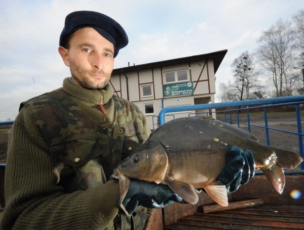 Krzysztof Pieczonka odławia karpie w gospodarstwie rybnym w Niemodlinie.