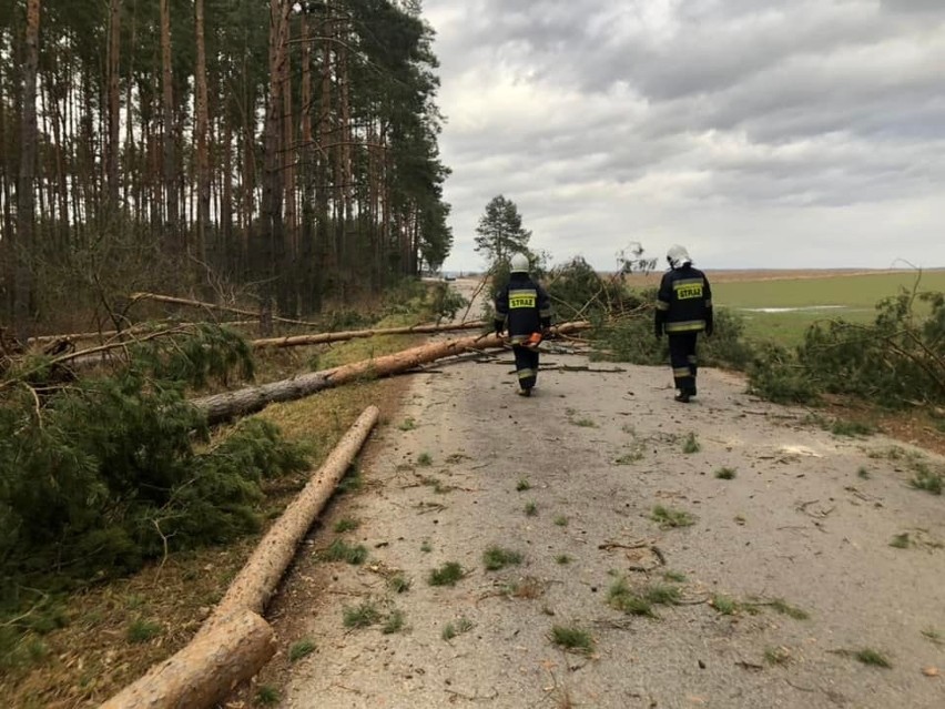 W sobotę strażacy z OSP Knyszyn usuwali powalone drzewa na...