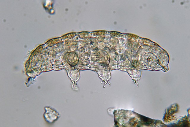 Niesporczaki (Tardigrada) to typ bardzo małych zwierząt, które zasiedlają środowiska wodne oraz wilgotne. Jak dotąd opisano ponad 1000 gatunków tych organizmów.