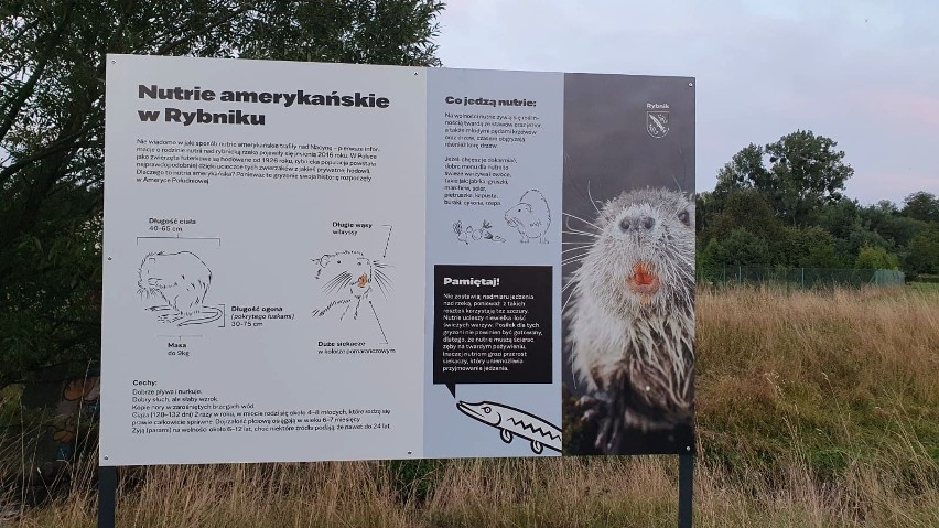 Nutrie w Rybniku stały się nieoficjalną maskotką miasta. Na...