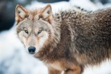 Szkody wyrządzone przez wilki w 2023 roku na Podkarpaciu oszacowano na ponad 360 tys. zł