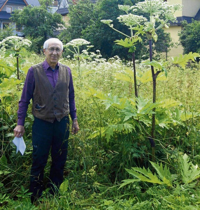 Józef Nocoń pokazuje barszcz Sosnowskiego, jaki rośnie w jego ogrodzie. - To dorodne łodygi, mające już ponad 2 m wysokości - mówi poronianin.- Ktoś wreszcie musi to ściąć, bo będzie tragedia