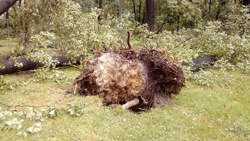 Burza w Łodzi. Nawałnica nad Łodzią. Powalone drzewa, gałęzie na drogach, zalane ulice [ZDJĘCIA]