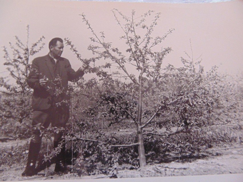 Jan Śliwa, zarządca sadu w Józefowie
