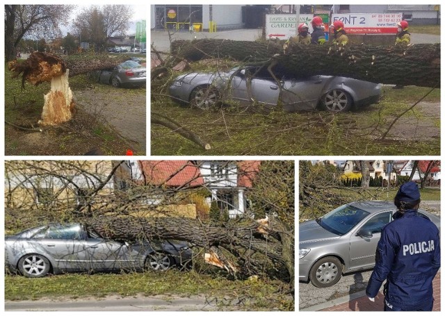 Na ulicy Raginisa w Białymstoku silny wiatr przewrócił drzewo, które przygniotło samochód