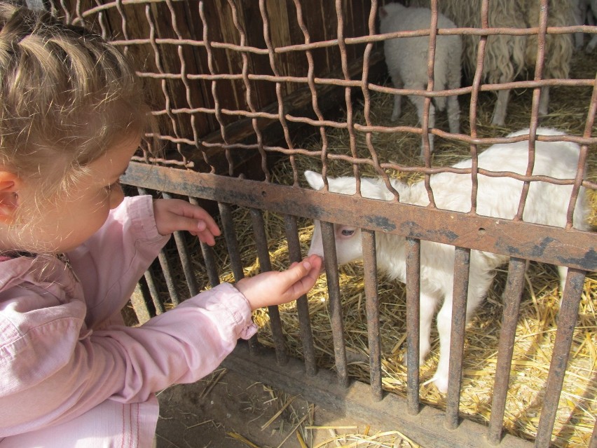 Owce z wrocławskiego zoo poszły do "fryzjera" (ZDJĘCIA)