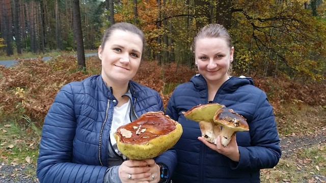 Takie grzyby rosną w lasach koło Osowca. Zdjęcie nadesłała Katarzyna Michałowska.