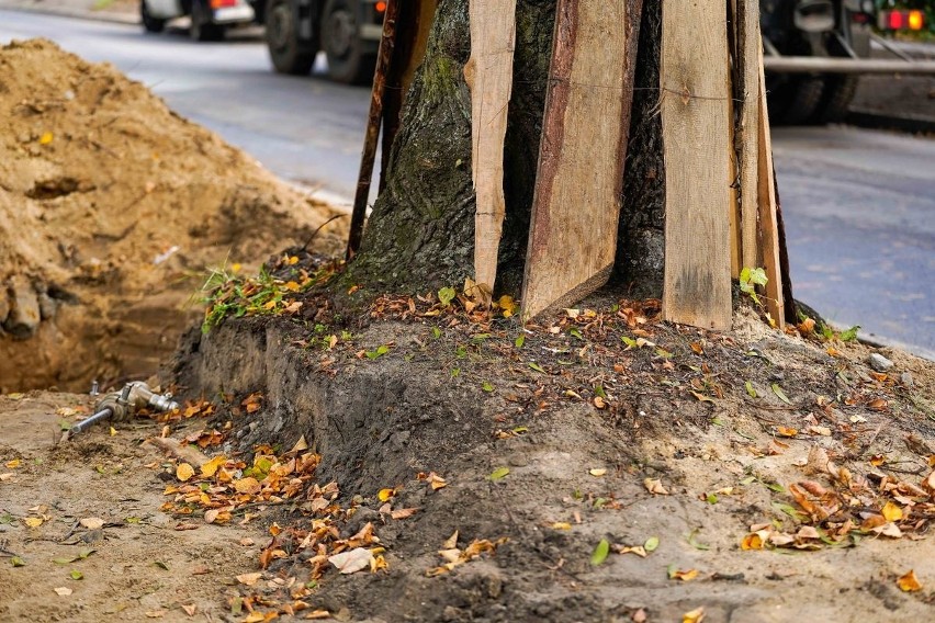 Aktywiści ekologiczni o możliwości uszkodzenia ponad 200 drzew. Wykonawca robót o przesadzonych oskarżeniach
