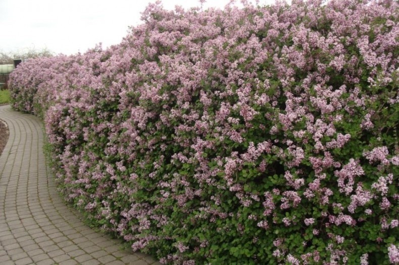 Niektóre odmiany lilaków doskonale nadają się na żywopłoty.