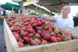 Można już kupić polskie truskawki prosto z pola. Jak je odróżnić?