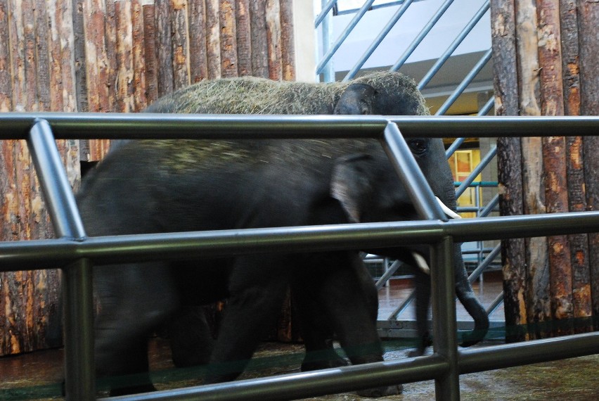 Scott i Ned to nowe słonie w chorzowskim zoo