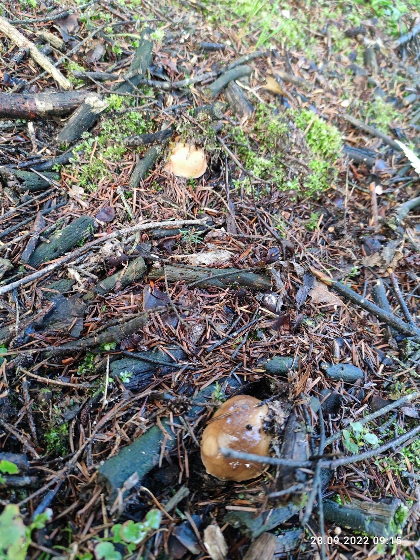 Dużo grzybów w naszych lasach. Mieszkańcy regionu radomskiego chwalą się swoimi zbiorami i okazami. Zobacz zdjęcia