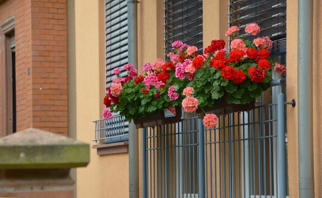 Jakie kwiaty wybrać, by mieć piękny balkon do późnej jesieni? Jakie rośliny uprawiać na słonecznym balkonie, a jakie w miejscu zacienionym? Takie są najlepsze kwiaty do posadzenia na balkonie. Zobacz w naszej galerii >>