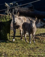 Nowe zwierzęta w łódzkim zoo. Urodził się pies leśny i żyrafa. Przyjechały też dwa stada: koziorożców i langurów