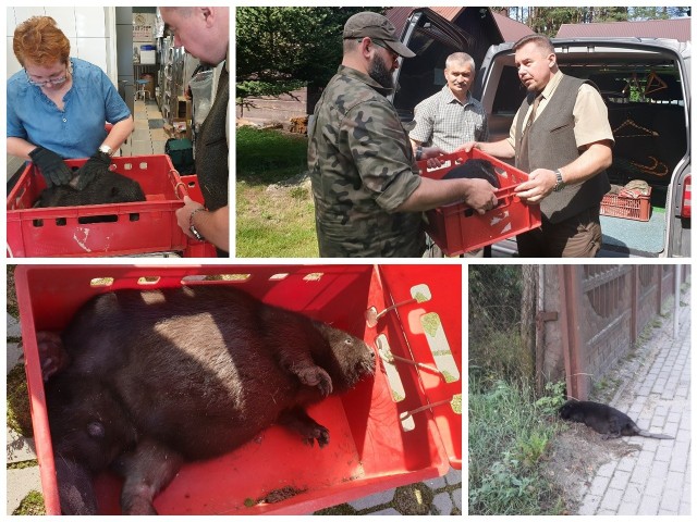 Młody bóbr został potrącony przez samochód. O rannym zwierzęciu powiadomiła jednego z leśniczych pracownica okolicznego sklepu. Dziś, po leczeniu, jest już zdrowe i trafi na łono natury.