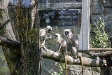 Atrakcje zoo w Chorzowie na majówkę. Wśród nich m.in. powrót minizoo i nowe zwierzęta