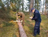 Kadzidło. Kradł drzewo z lasu. Zatrzymała go policja i straż leśna. To mieszkaniec powiatu ostrołęckiego. 26.03.2021