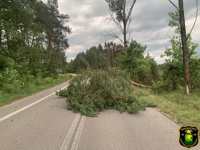 Region. Skutki nawałnicy. Strażacy wyjeżdżali głównie do powalonych drzew. 9.07.2021. Zdjęcia