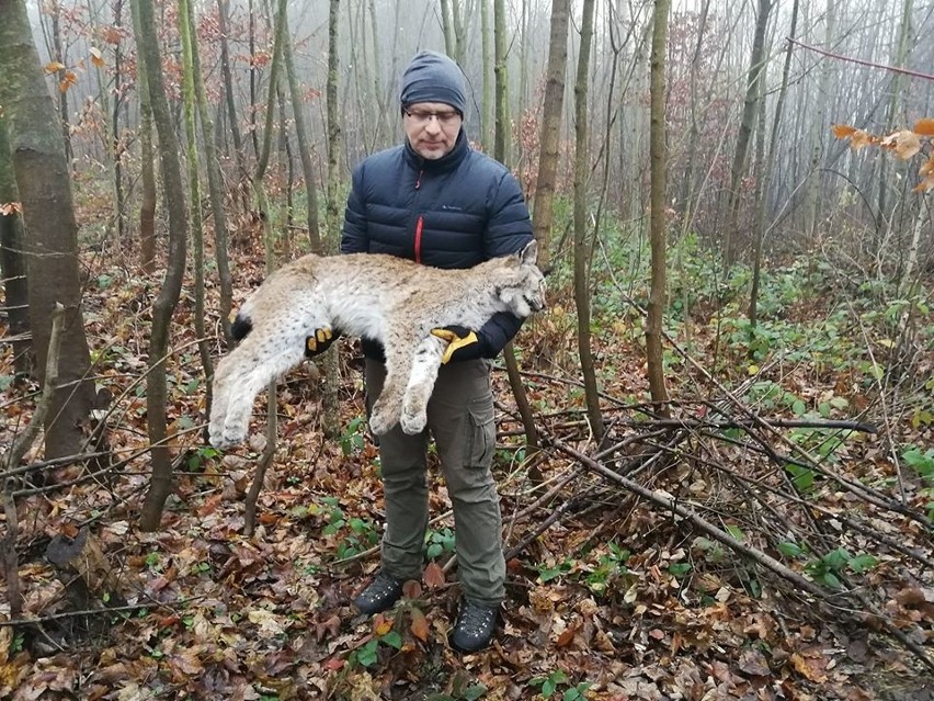 Udało się uratować małego rysia z Roztocza. Matka zginęła pod kołami samochodu