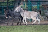 Zoo Poznań: Zwierzęta poczuły wiosnę. Osiołki w Starym Zoo już figlują