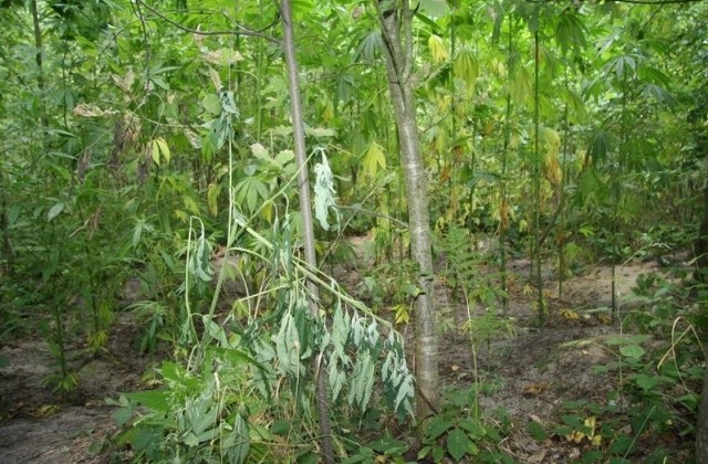 Plantacja ukryta była pomiędzy młodymi drzewami ogrodzonymi siatką.