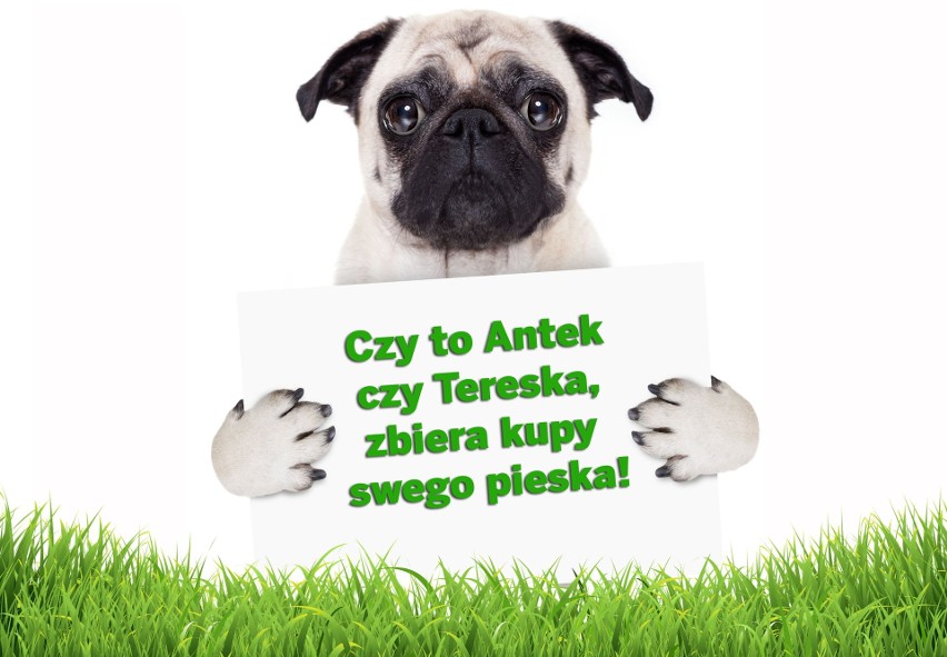 Czy to Antek czy Tereska, zbiera kupy swego pieska!