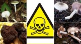 Oto najbardziej trujące grzyby w opolskich lasach. Jakie są objawy zatrucia?