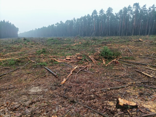 Pas lasu wycięty pod obwodnicę Brzozy. Oby zniszczenia miały sens