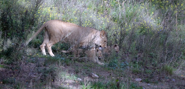 Prezentacja gdańskich lwiątek w oliwskim zoo