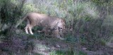 Gdańskie zoo zaprezentowało małe lwy [WIDEO]
