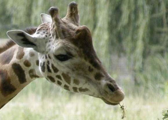 Pochodzący z Opola, 5-letni Tofik, od kilku lat mieszkał w łódzkim zoo.