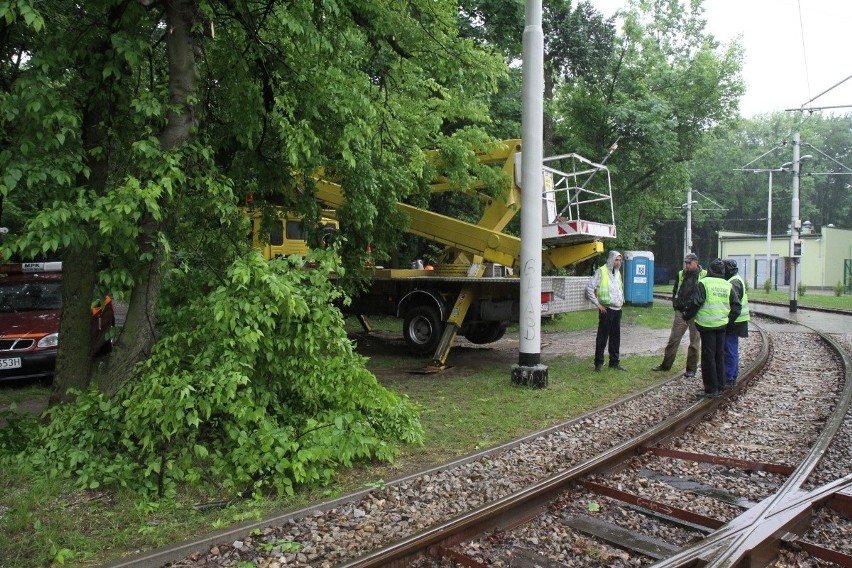 Wrocław: Gałęzie zagrażały trakcji tramwajowej przy Grabiszyńskiej. Konieczna była wycinka (ZDJĘCIA)