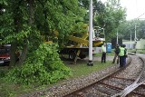 Wrocław: Gałęzie zagrażały trakcji tramwajowej przy Grabiszyńskiej. Konieczna była wycinka (ZDJĘCIA)