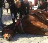 Wrocław: Na Rynku padł koń. Otwarte Klatki proszą o pomoc. Szukają świadków