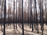 Las po pożarze w Glebie 