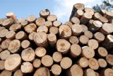 Lasy Państwowe: wysokie ceny drewna w marketach budowlanych nie mają uzasadnienia. Jak mądrze kupować opał?