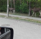 Łosie na spacerze blisko drogi pod Bydgoszczą. Spacerowały w biały dzień [zdjęcia]