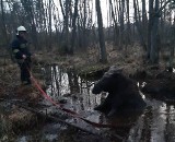 W powiecie świeckim strażacy ratowali łosia, który ugrzązł w bagnie