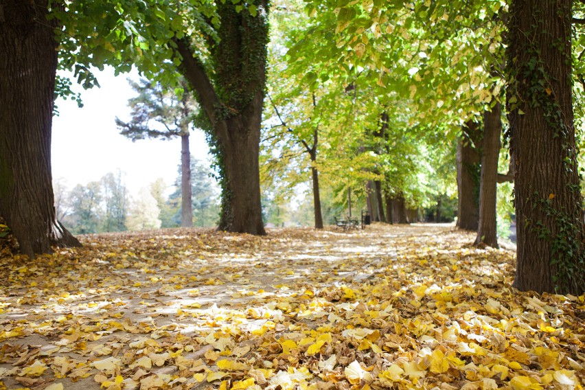 Zabytkowy park w Łańcucie w jesiennej odsłonie. To idealne miejsce na spędzenie wolnego czasu [ZDJĘCIA]