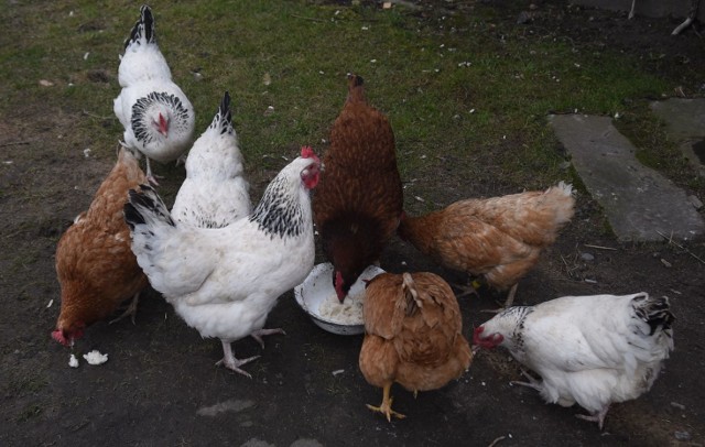 Trzecie ognisko ptasiej grypy zlokalizowano w gospodarstwie utrzymującym 125 sztuk ptaków, w tym kury, gęsi i kaczki, położonym w Siennowie (powiat przeworski).