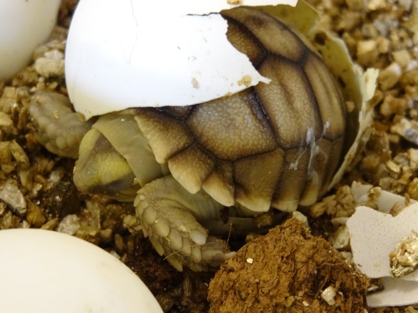 We wrocławskim zoo wykluły się żółwie pustynne (ZDJĘCIA)