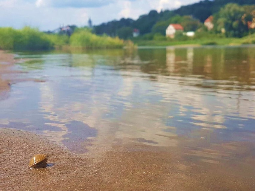 Fot. 2. Corbicula fluminea na plaży przed Zamkiem...