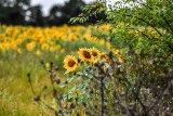 Może to nie Słoneczniki van Gogha, ale tak maluje natura. Zobaczcie te niesamowite zdjęcia