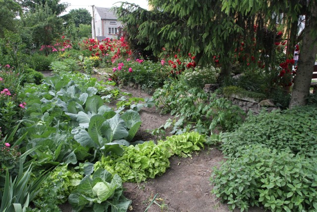 Spraw, aby Twój ogród warzywny obrodził