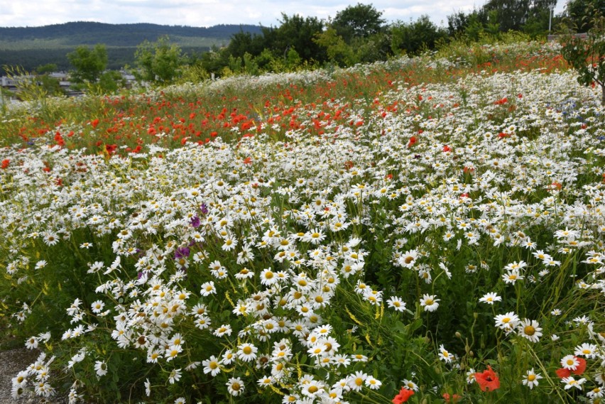 Zapachy i kolory w Ogrodzie Botanicznym w Kielcach zachwycają. Kwitną róże i piwonie. Zobacz zdjęcia i film