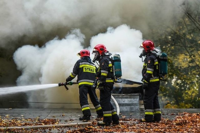 Pożary lasów: wiemy, ile ich już w tym roku wybuchło i jak duże są straty