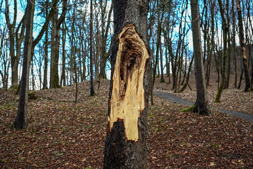 Połamane przez wichurę drzewa w parku miejskim w Przemyślu,...