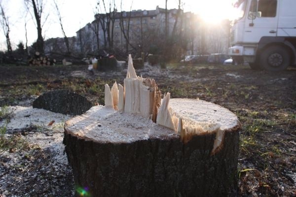 Wycinka drzew to wstęp do przebudowy ulic Wiejskiej i Mazowieckiej